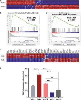 Cancer-Associated Fibroblasts Facilitate Squamous Cell Carcinoma Lung Metastasis in Mice by Providing TGFβ-Mediated Cancer Stem Cell Niche